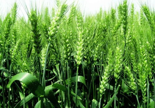 國家糧食收購政策調整下，小麥種植的策略與應對